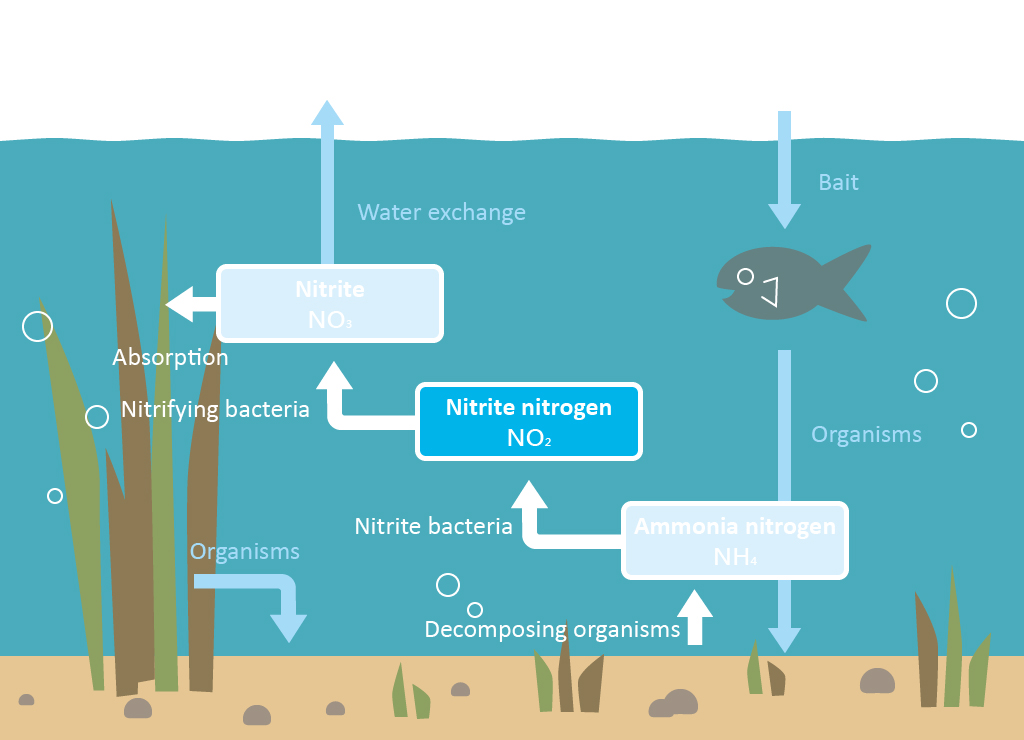 What Is Nitrite in Water
