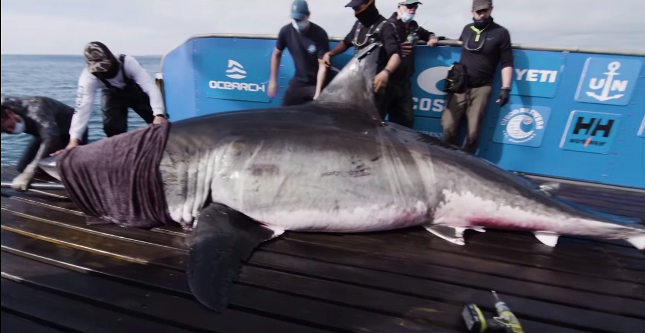 What Is the Biggest Great White Shark Ever Caught
