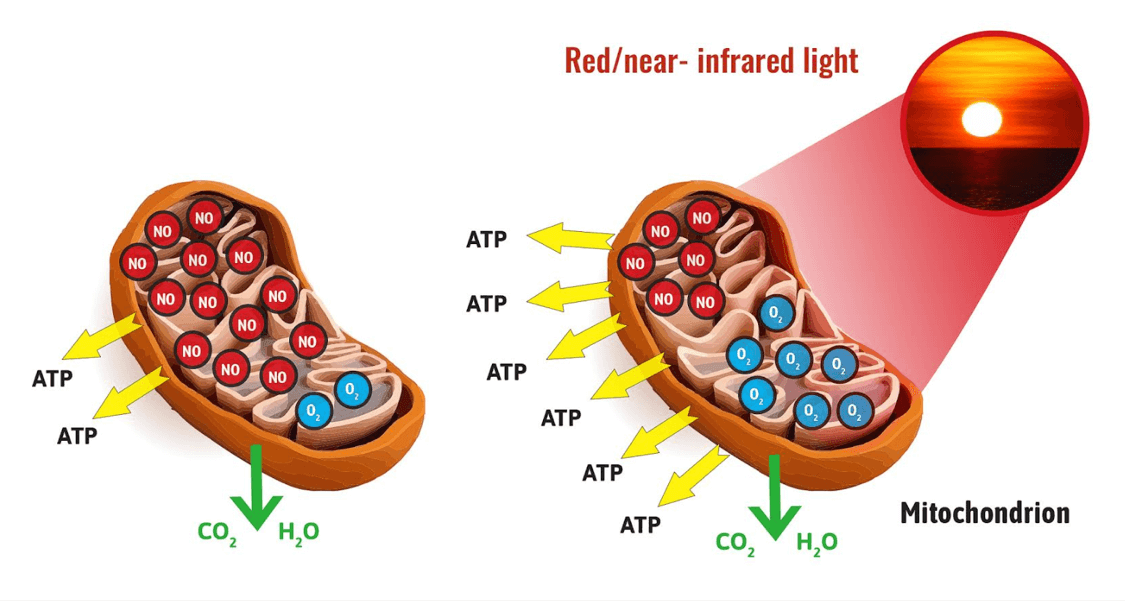How Does Red Light Therapy Help Mitochondria