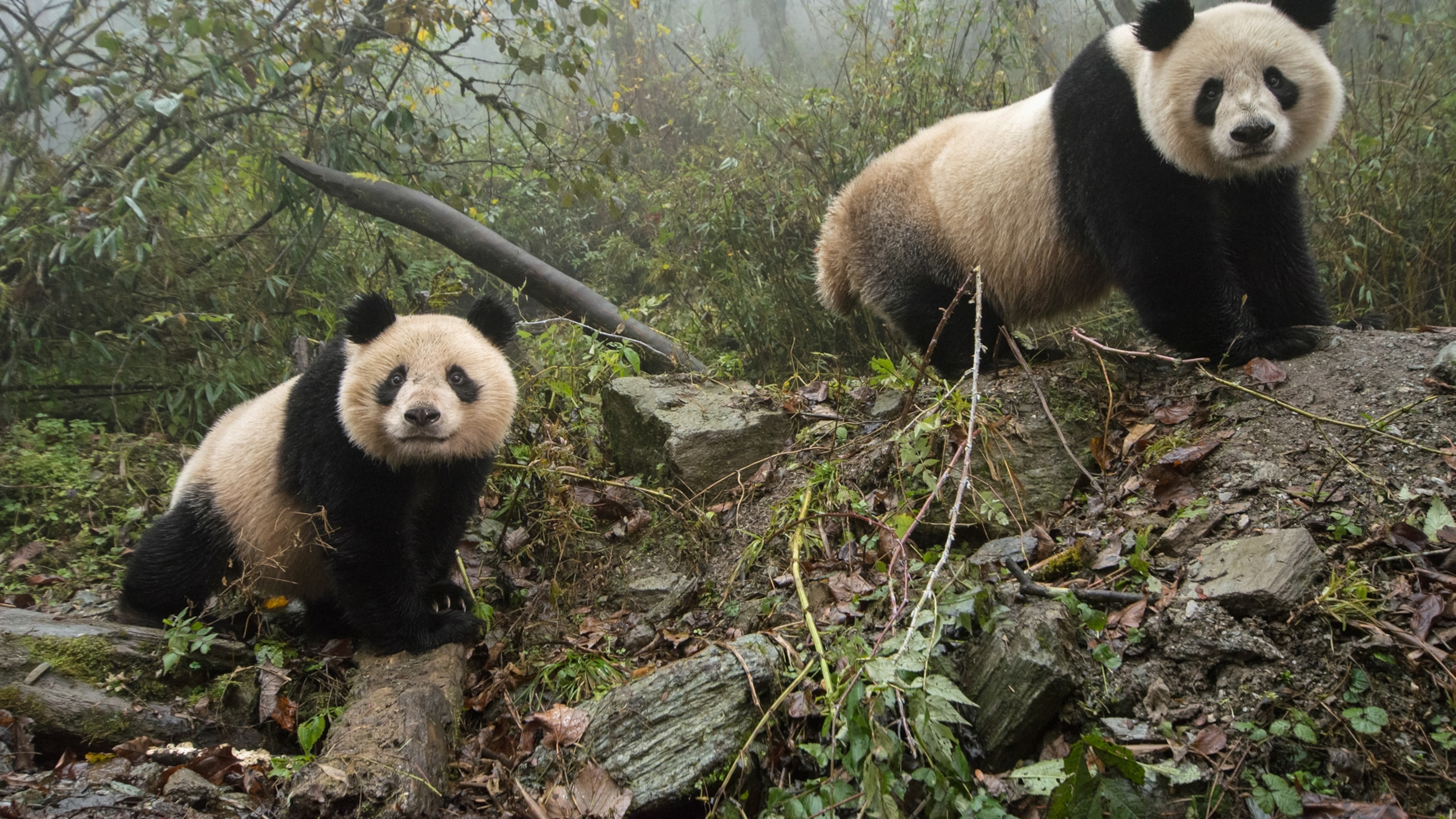 How Many Panda Bears Are Left in the Wild