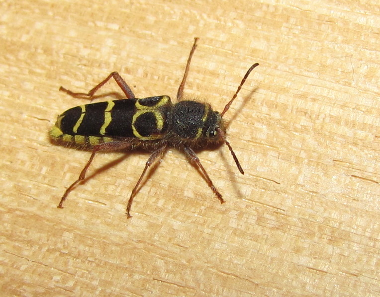 Black and Yellow Bug in House