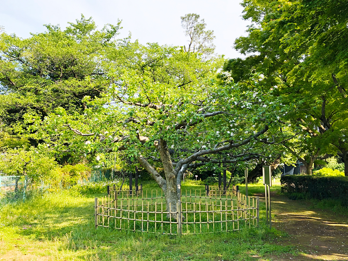 ニュートンのリンゴの木は日本にある？現在地と味の真相を徹底解明