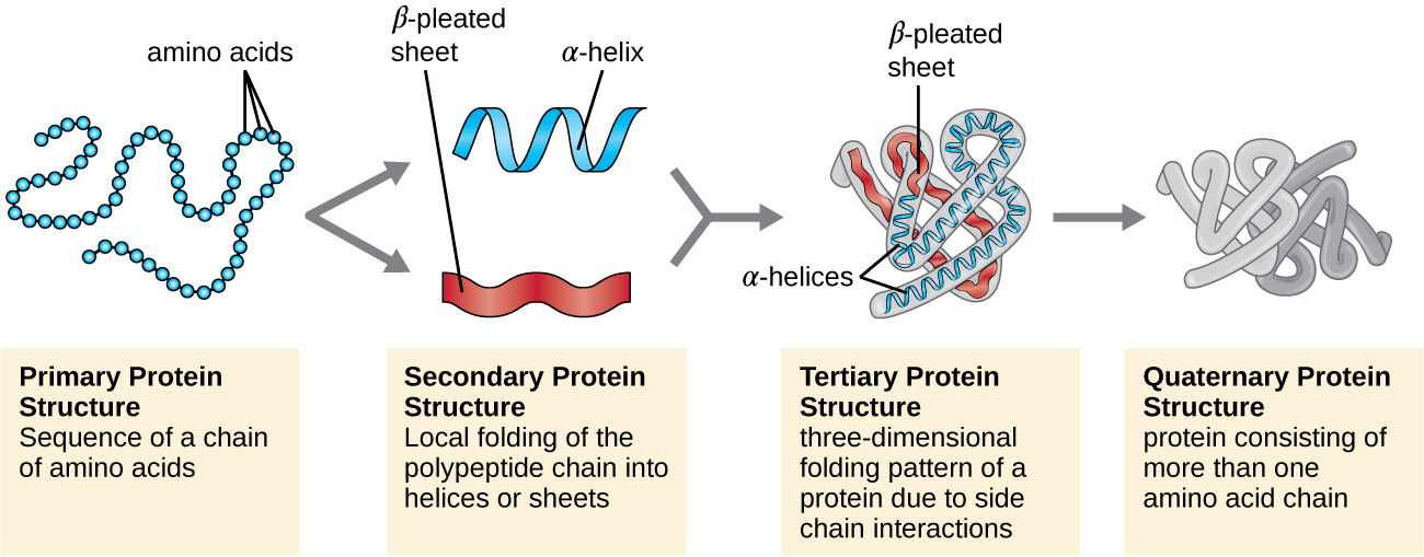 Protein Folding and Protein Structure Worksheet