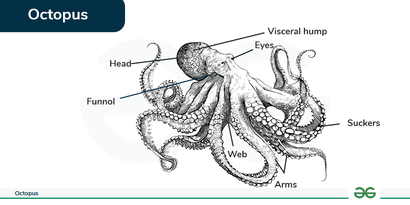 How Many Legs Does an Octopus Have