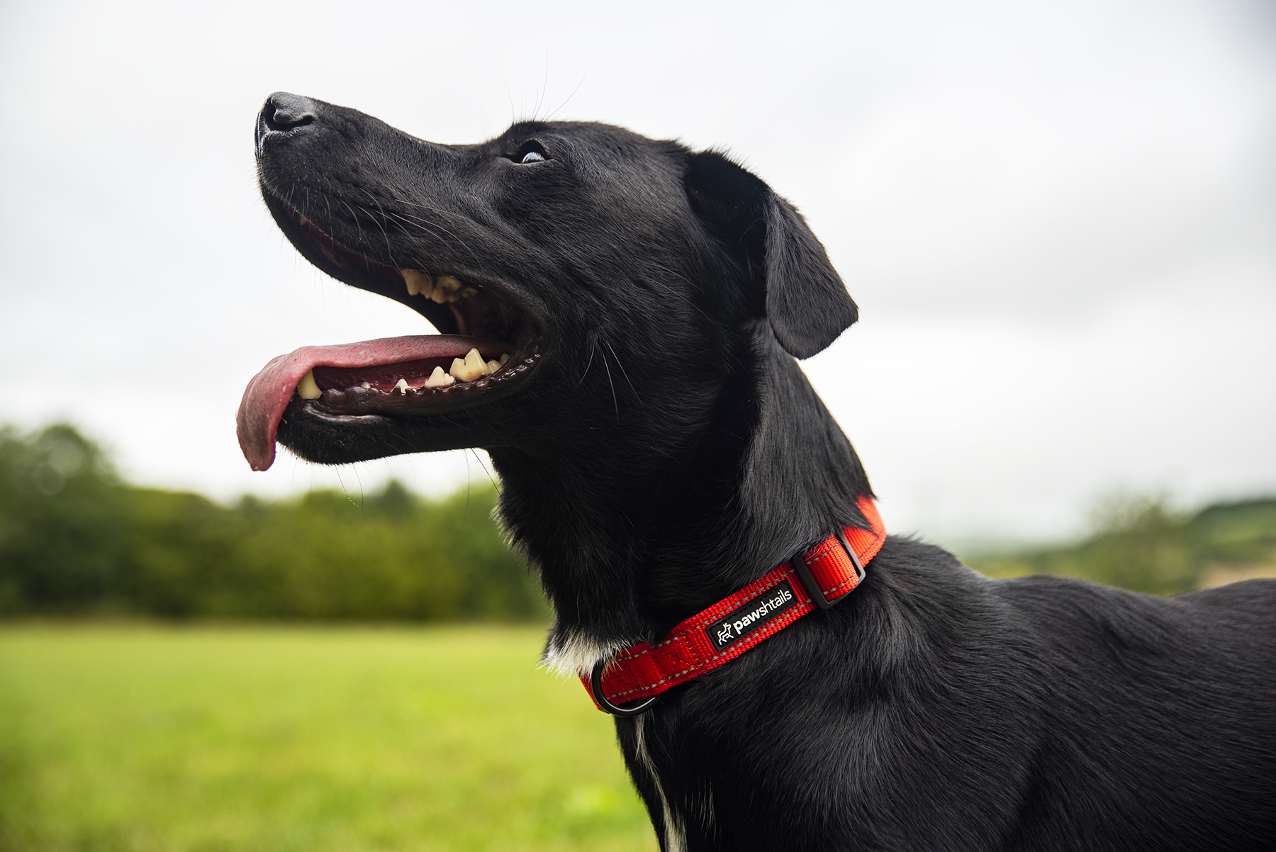 Do Dogs Have to Wear Collars