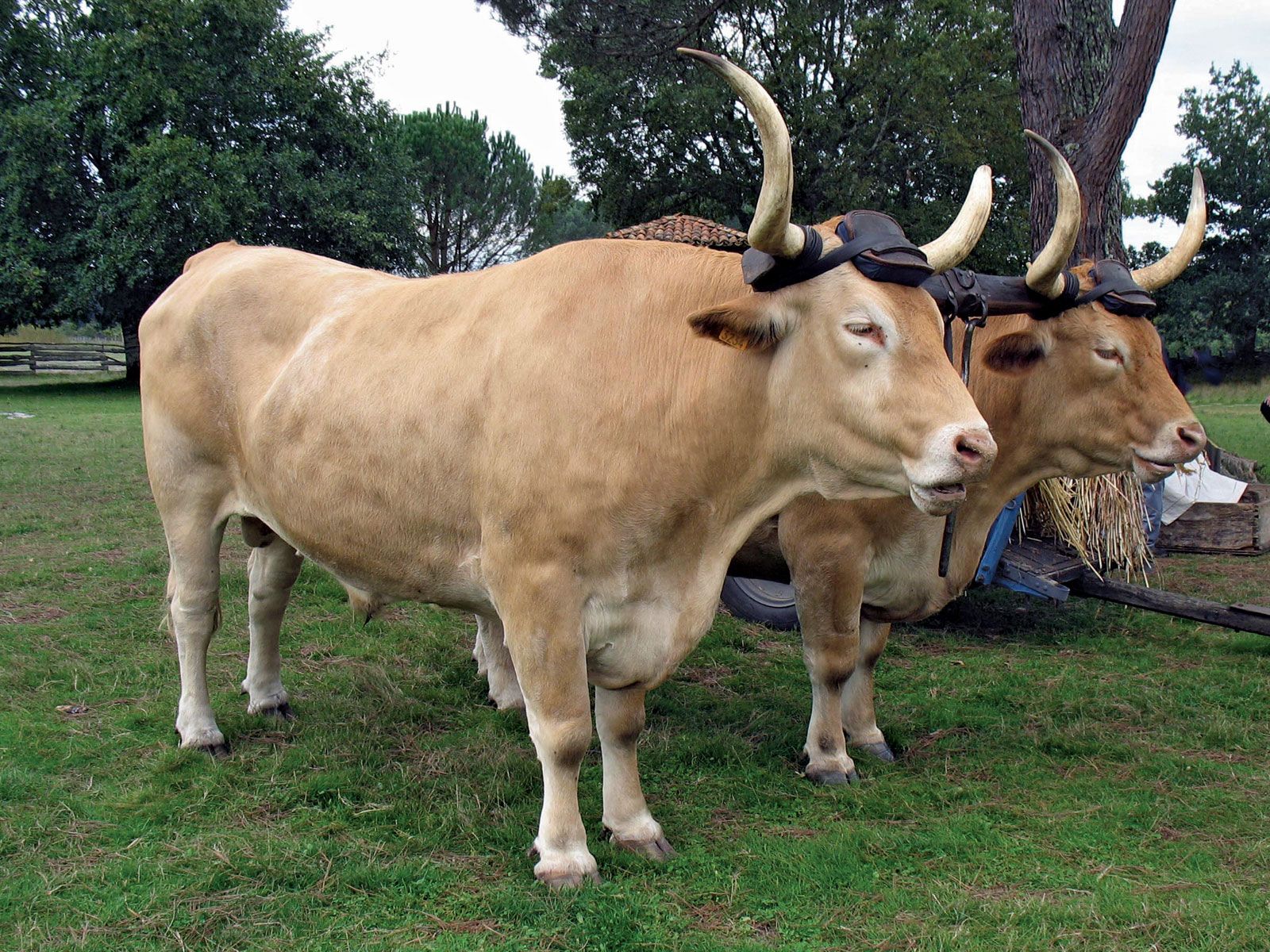 What Does Ox Look Like
