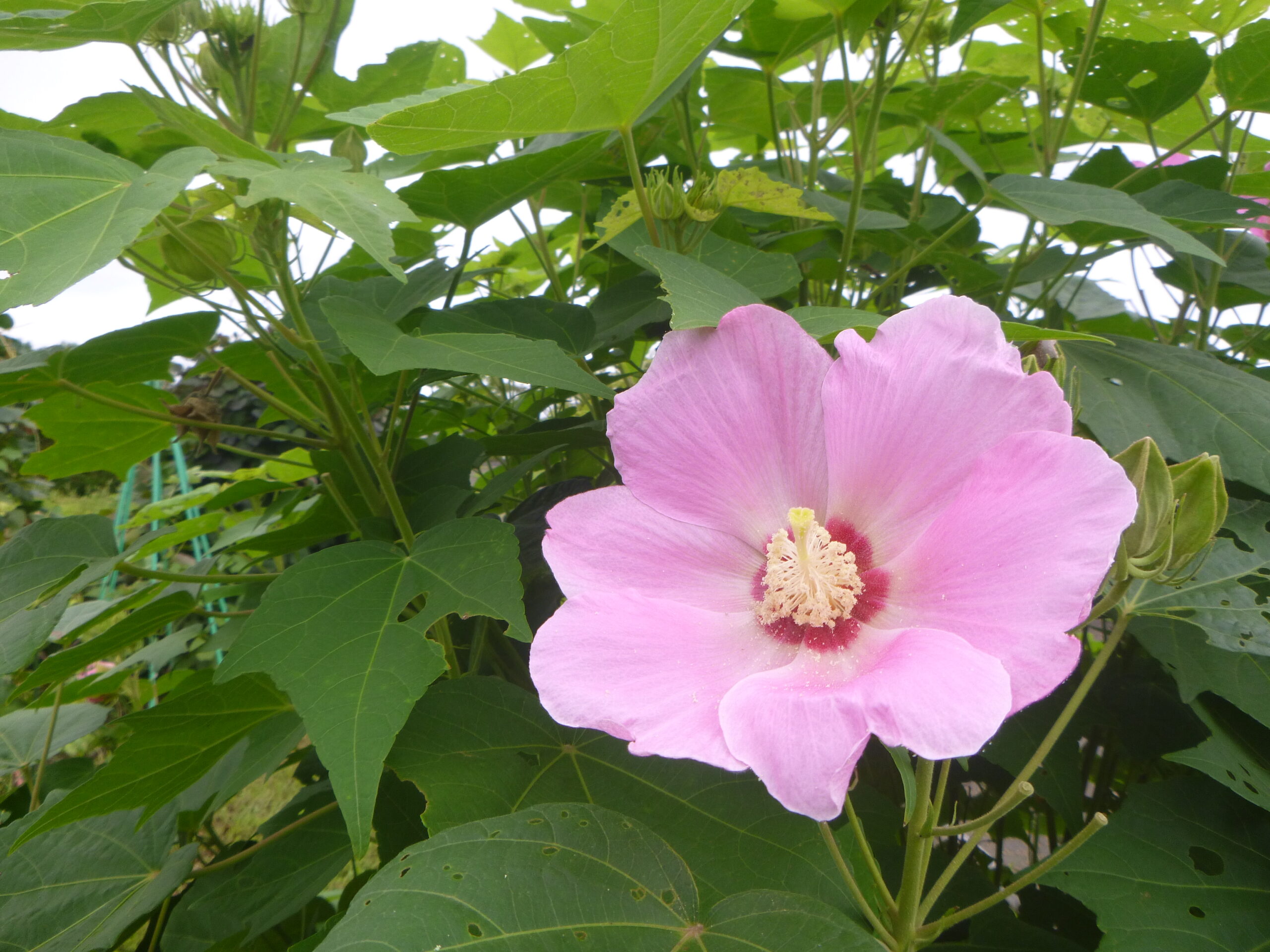 朝は白、夕は紅色へ｜酔芙蓉が変色する理由と名所・育て方完全ガイド