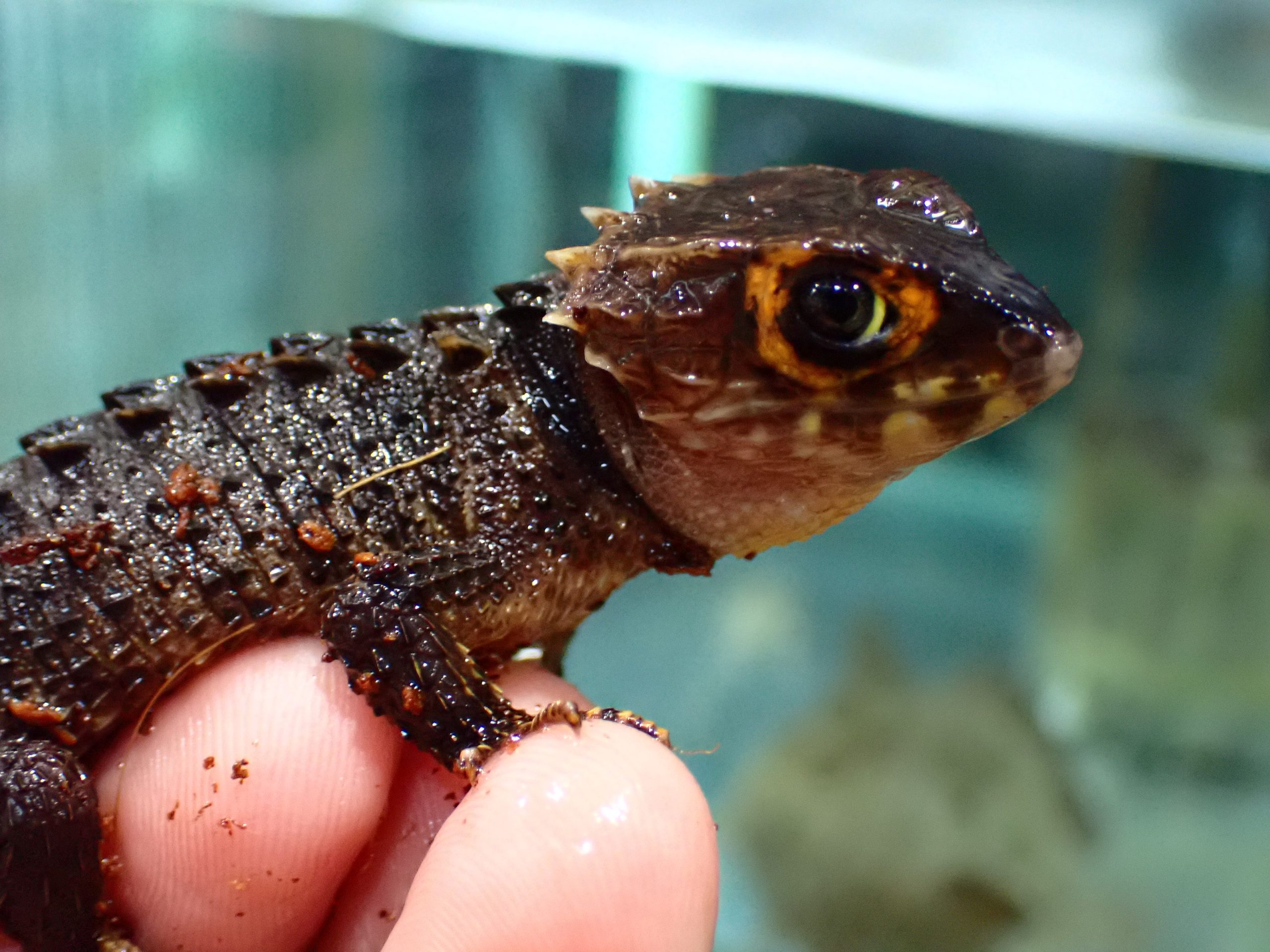 アカメカブトトカゲの値段と高騰理由｜初期費用とCb・Wcの相場検証