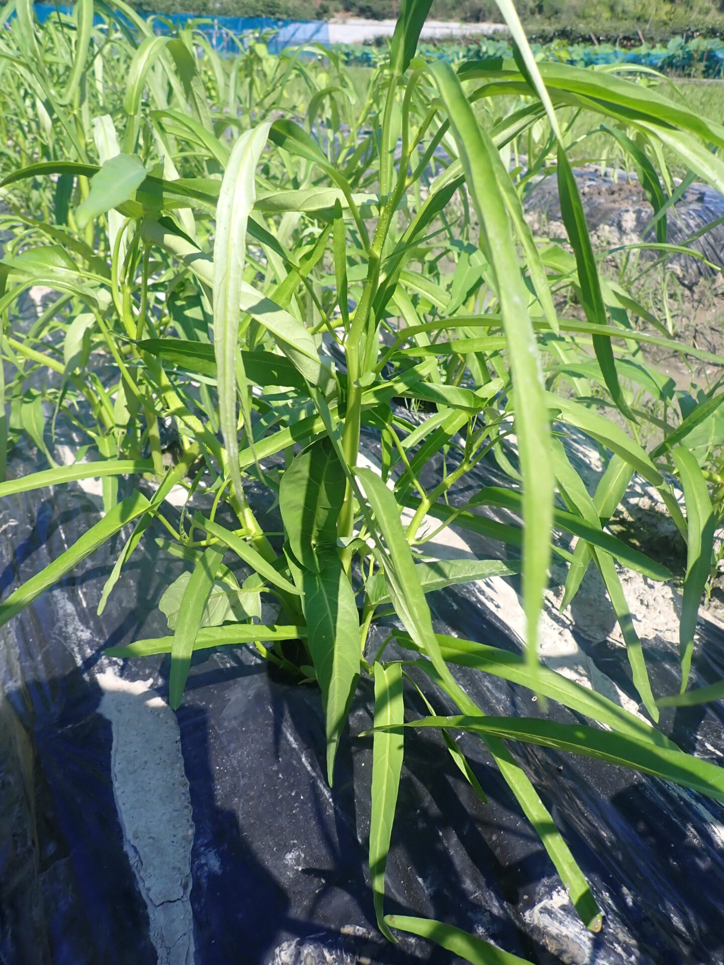 空芯菜の育て方完全ガイド！プランター栽培と無限収穫の摘心極意