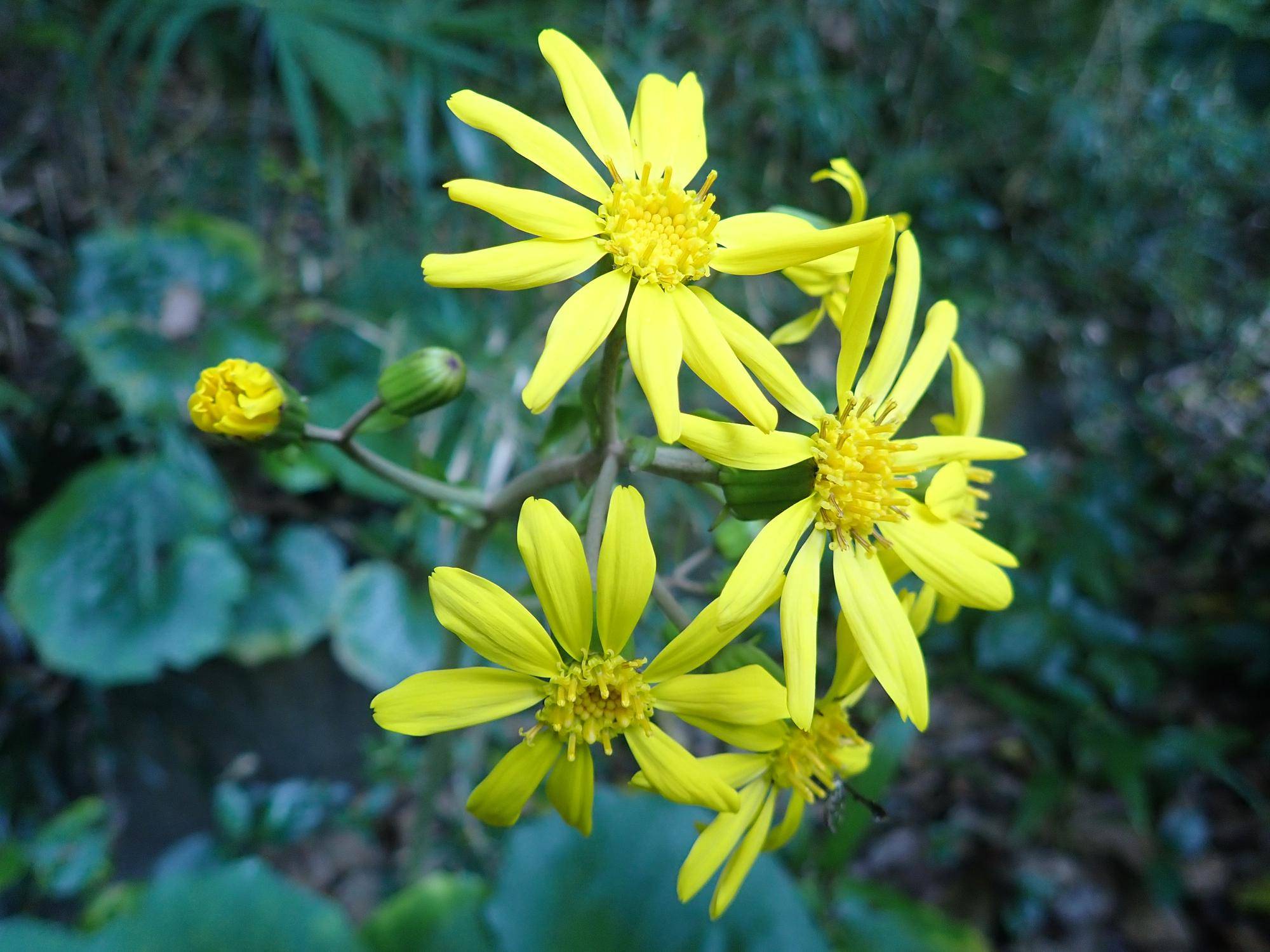 冬の庭を彩るツワブキの花！花言葉の由来や日陰栽培と毒性の真実