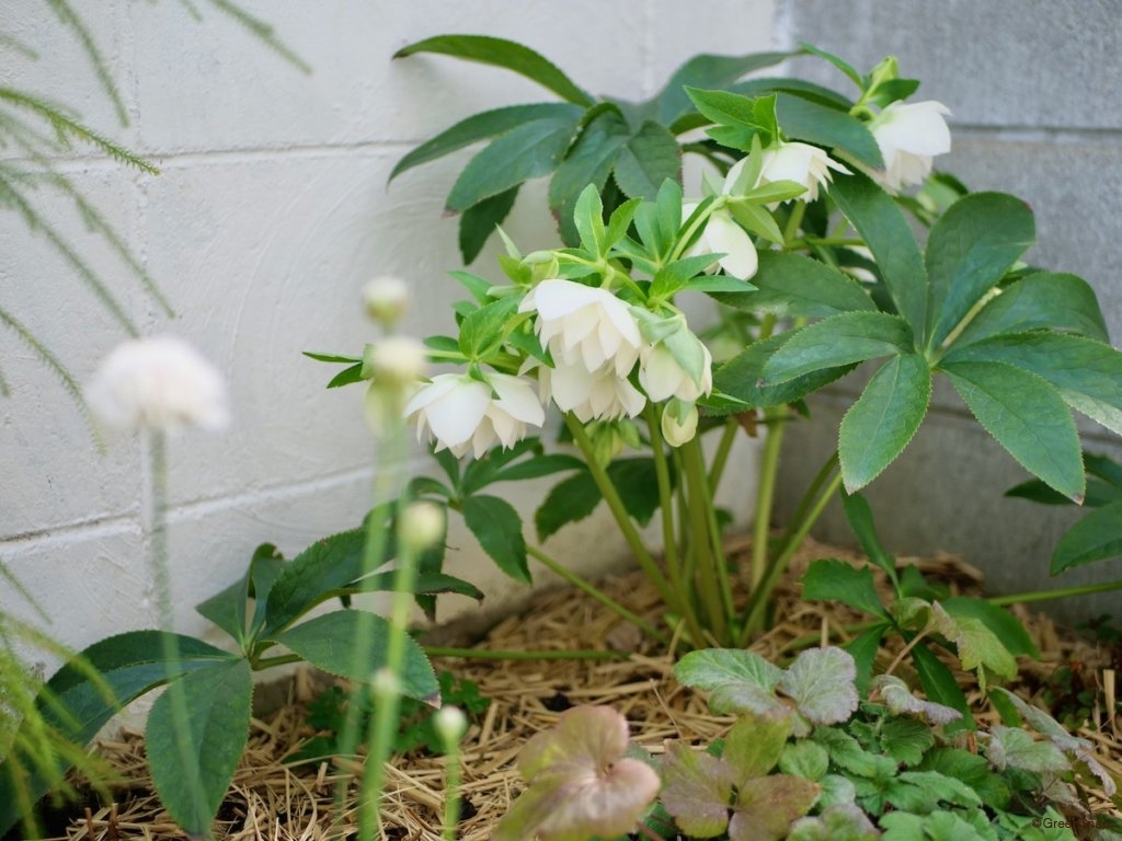 クリスマスローズの植え替え時期は秋が正解？花が咲かない原因とプロの鉄則