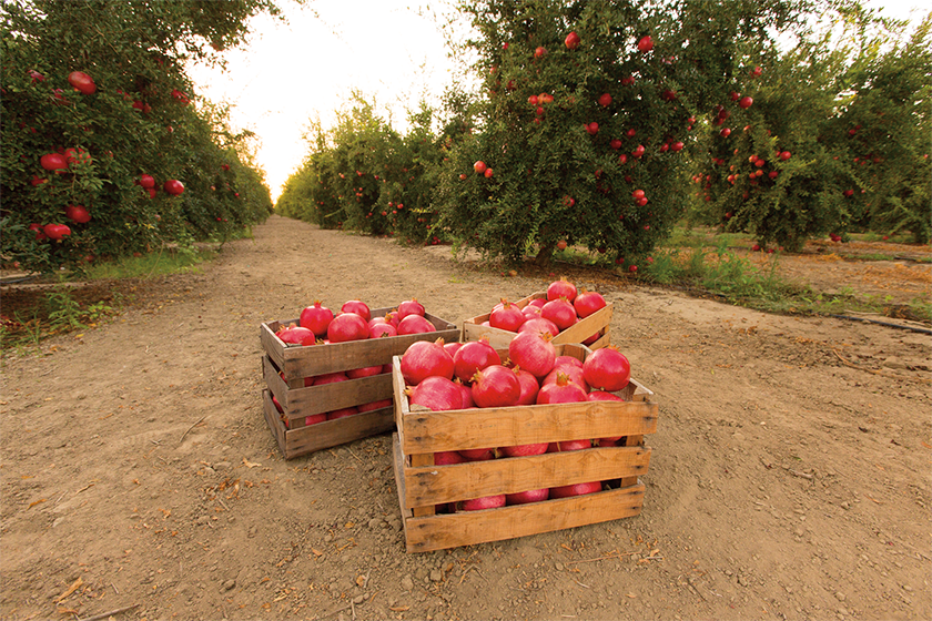 Pomegranate Season in Usa