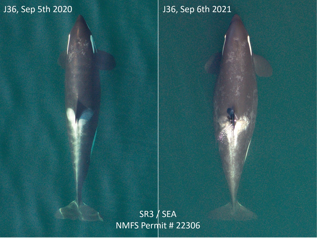 How Many Orca Whales Are Left in the World