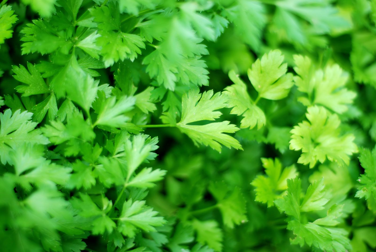 What's Parsley Used For