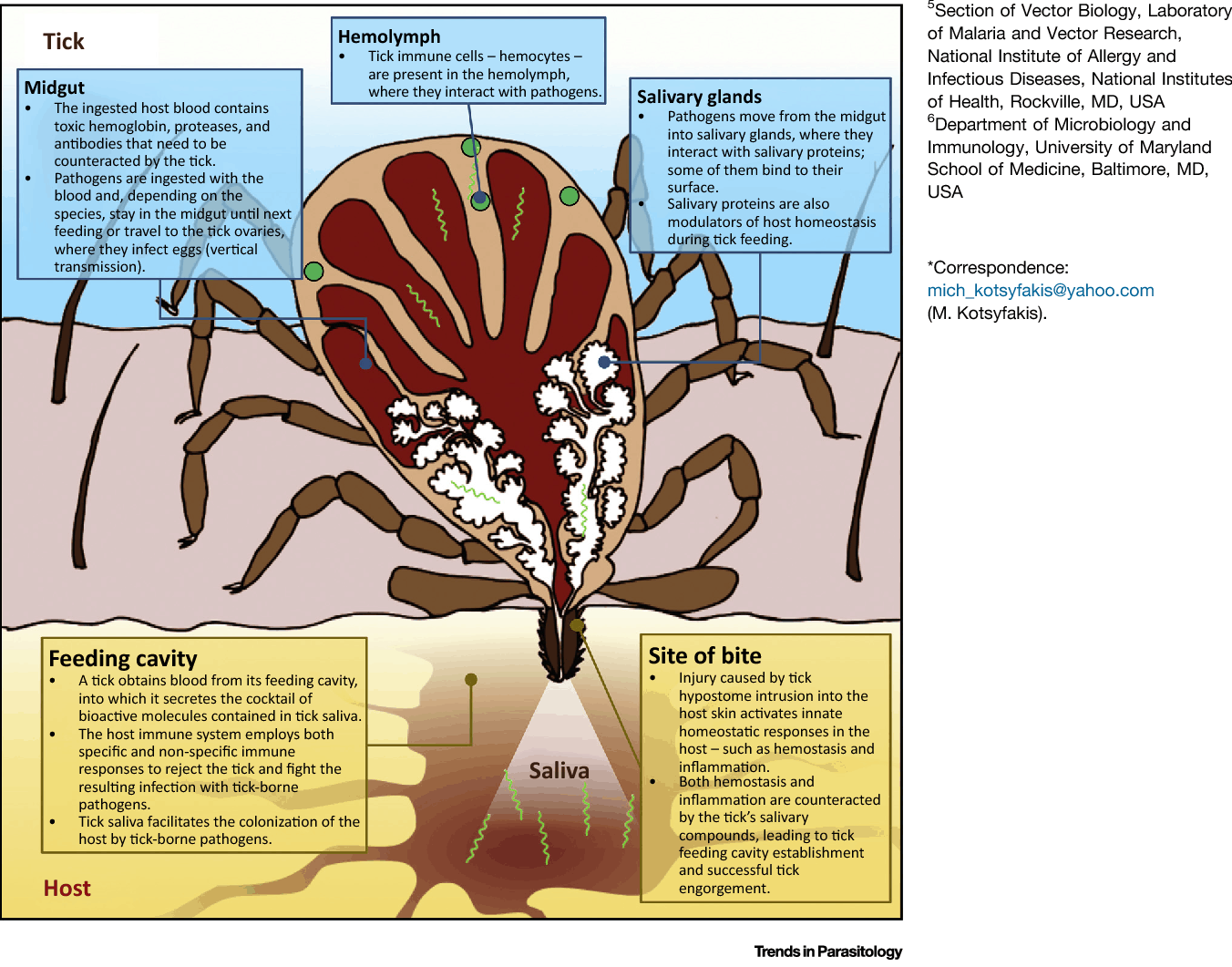 Do Ticks Have Webs