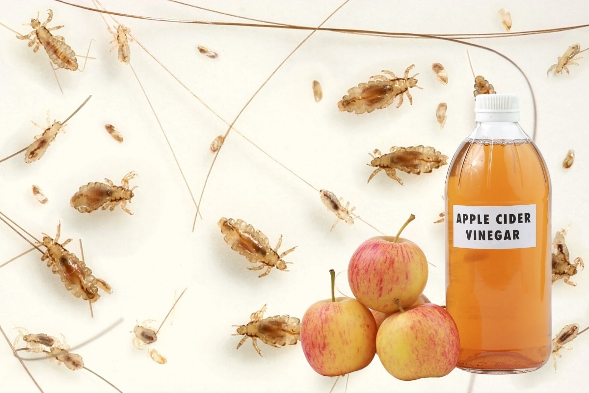 Bugs Apple Cider Vinegar