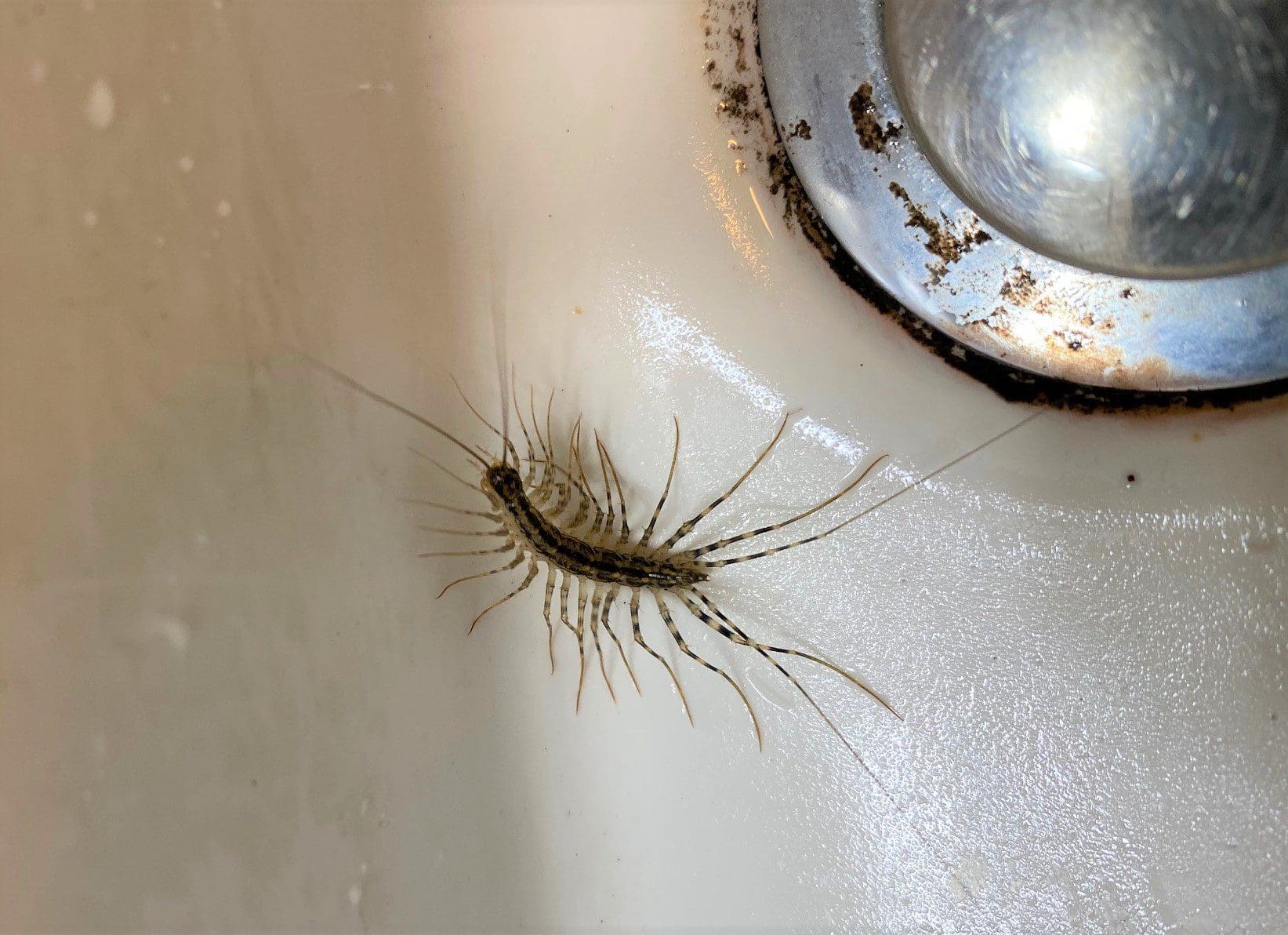 Why Is There a Centipede in My House