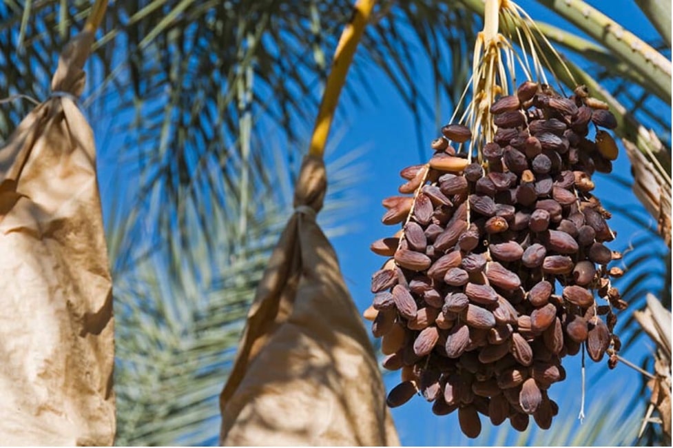 What Do Dates Come From