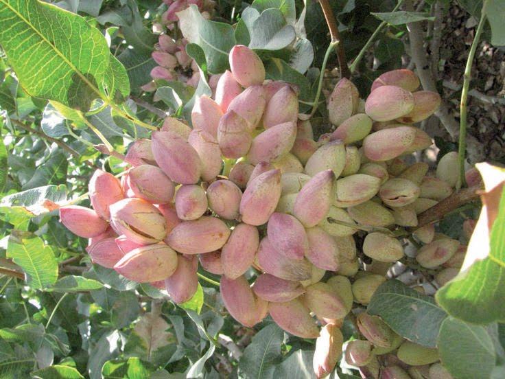 Where Does a Pistachio Come From