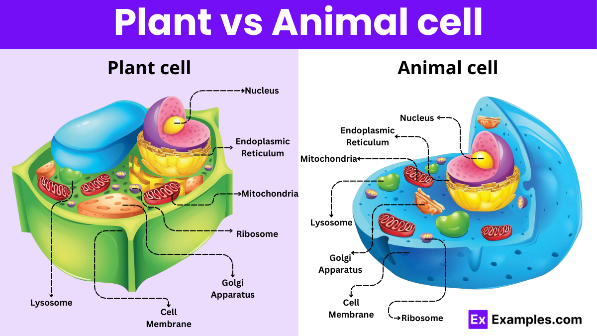 What Is the Difference Between the Plant and Animal Cell
