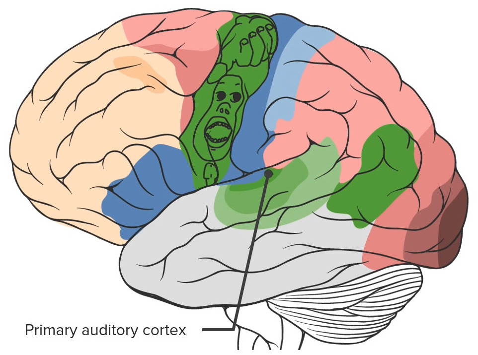 Where Is the Auditory Cortex Located
