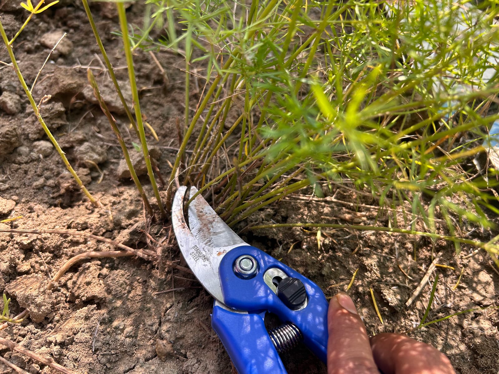 When to Prune Asparagus