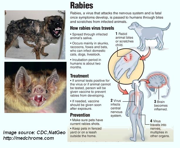 When You Get Rabies What Happens