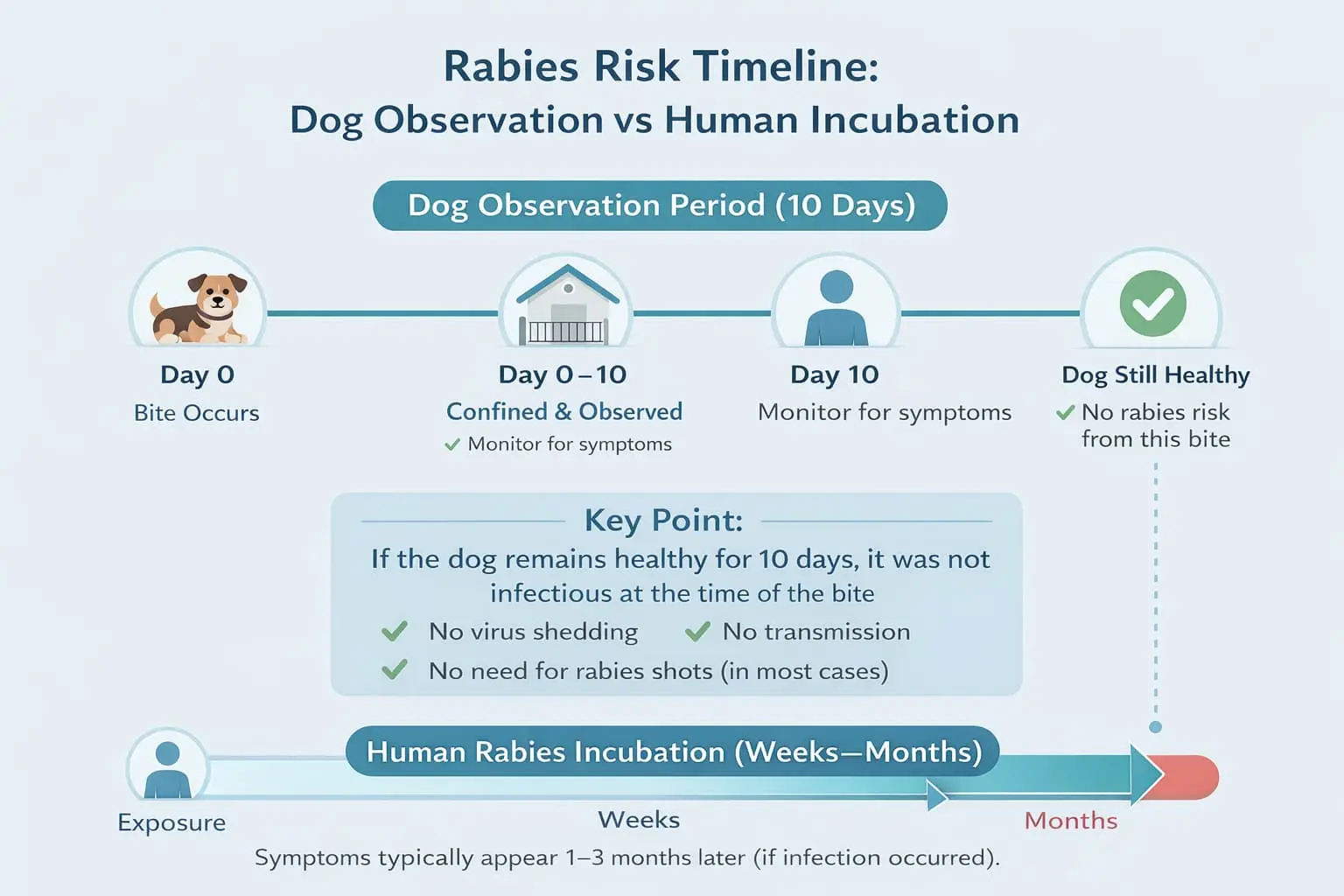 Human Rabies Symptoms Timeline
