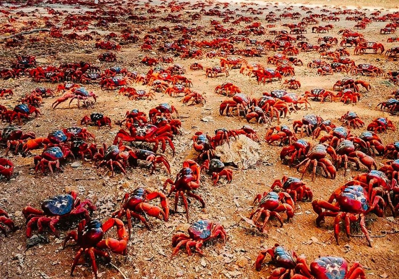 Australian Red Crab Migration