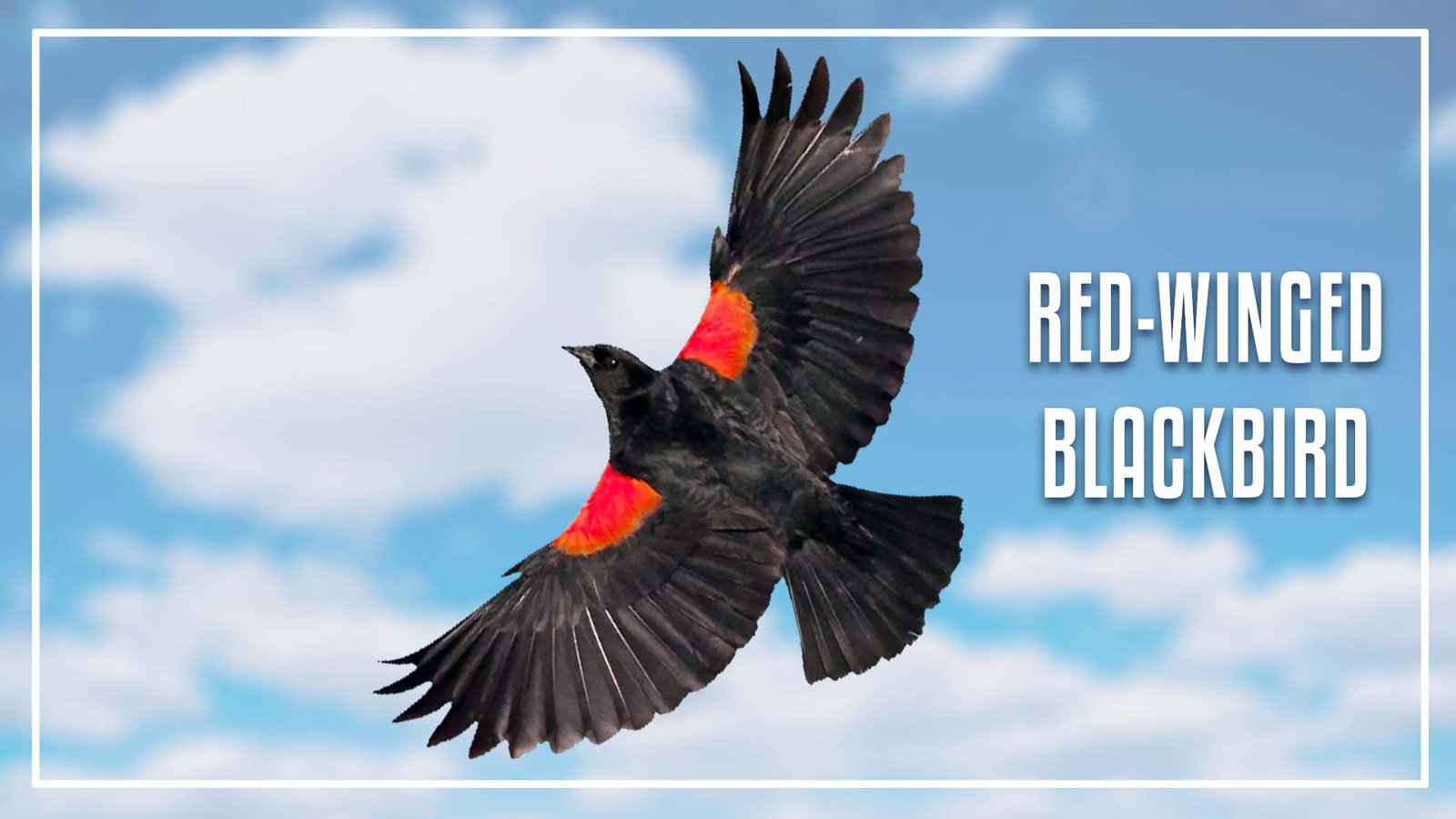 Black Bird with Orange Stripe