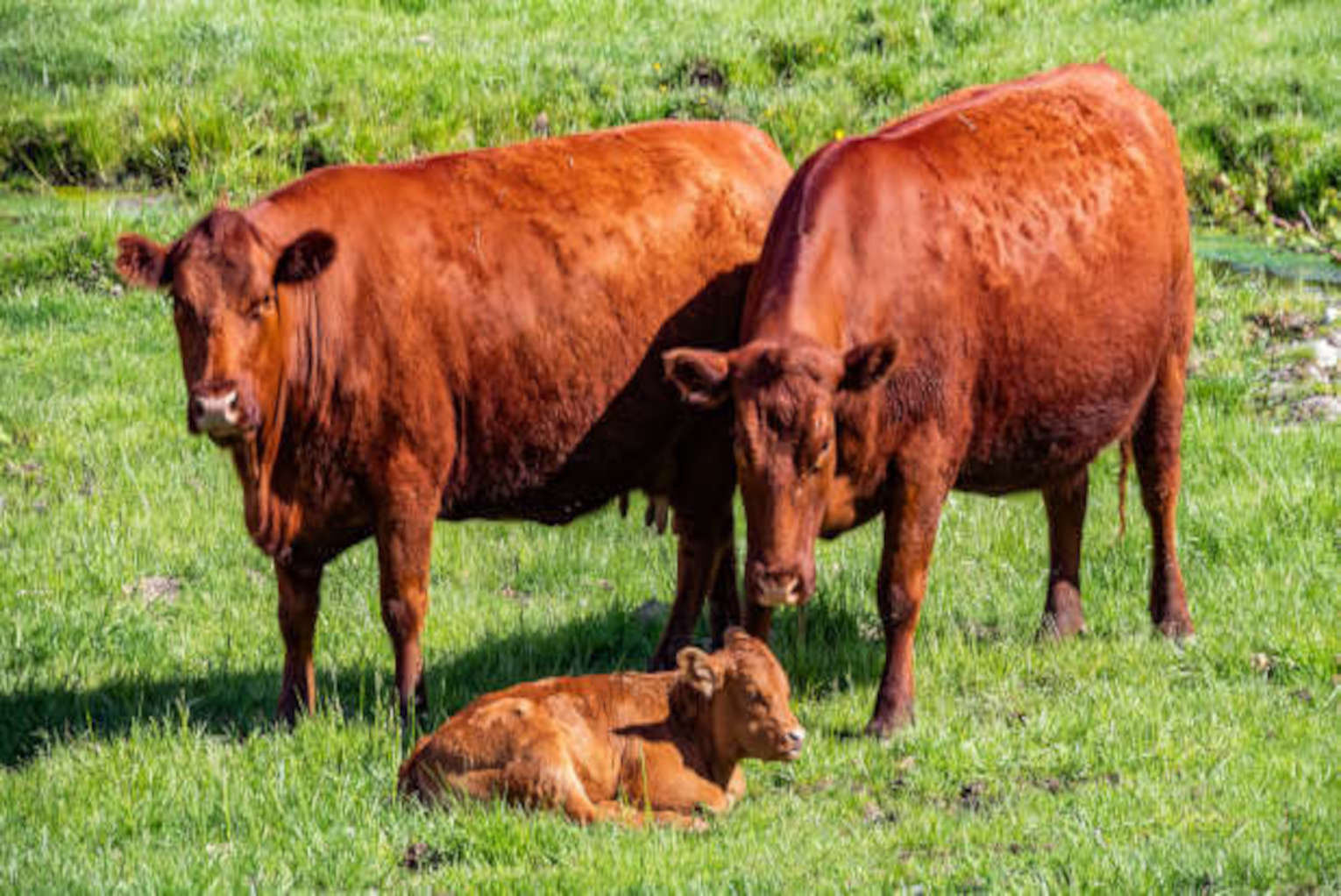 Red Heifer Cow