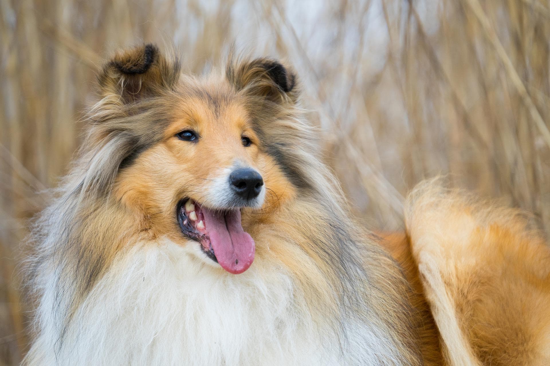 羊を追いかける犬の正体とは？群れを操る驚異の本能と知能の真相