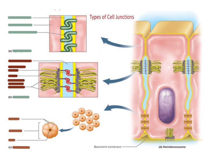 Art-Labeling Activity Types of Cell Junctions