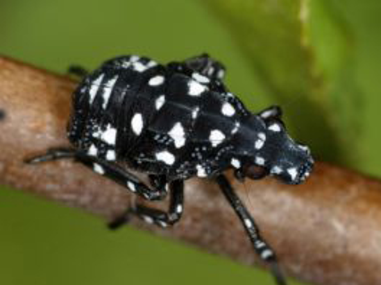 Tiny Black Bug with White Spots