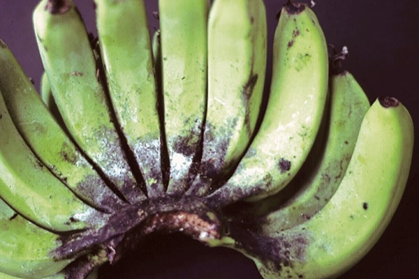 Can Green Bananas Make You Sick