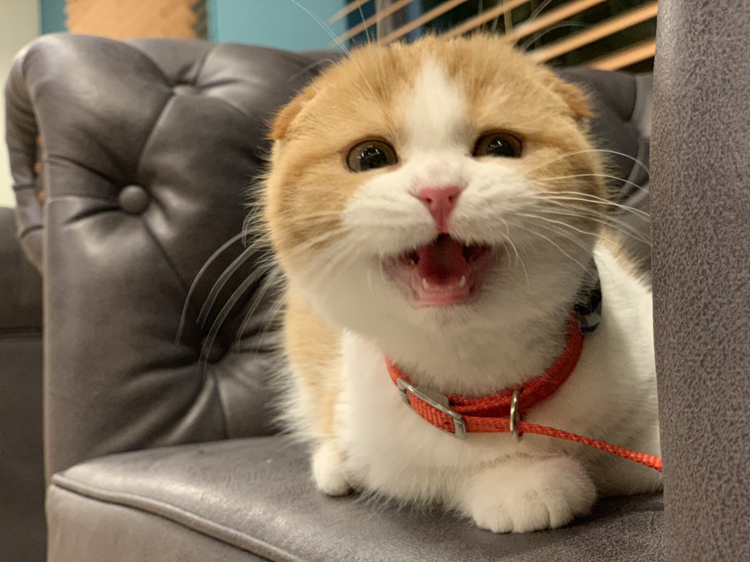 沖縄の猫カフェ徹底比較！那覇から中部まで2026年最新ガイド