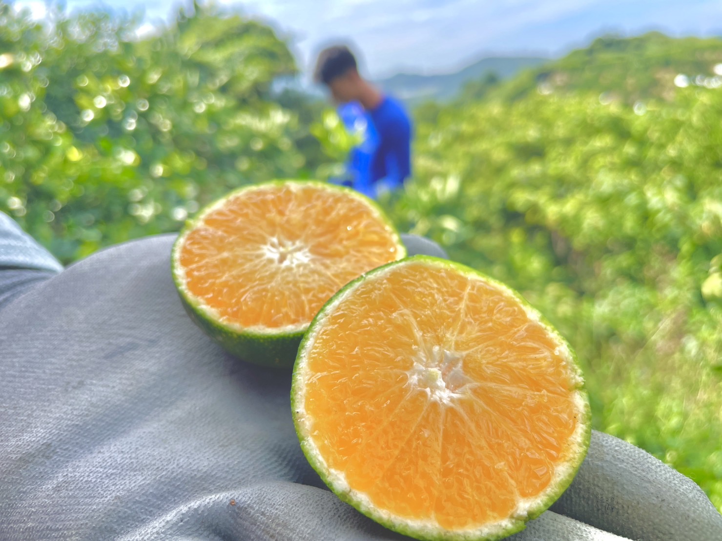 みかんは1日何個まで？食べ過ぎのリスクと太らない適量を解説