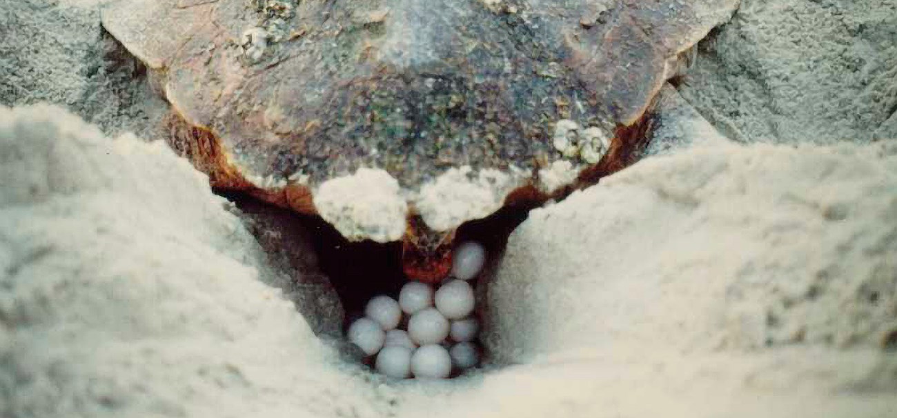 When Do Turtles Lay Eggs in Florida