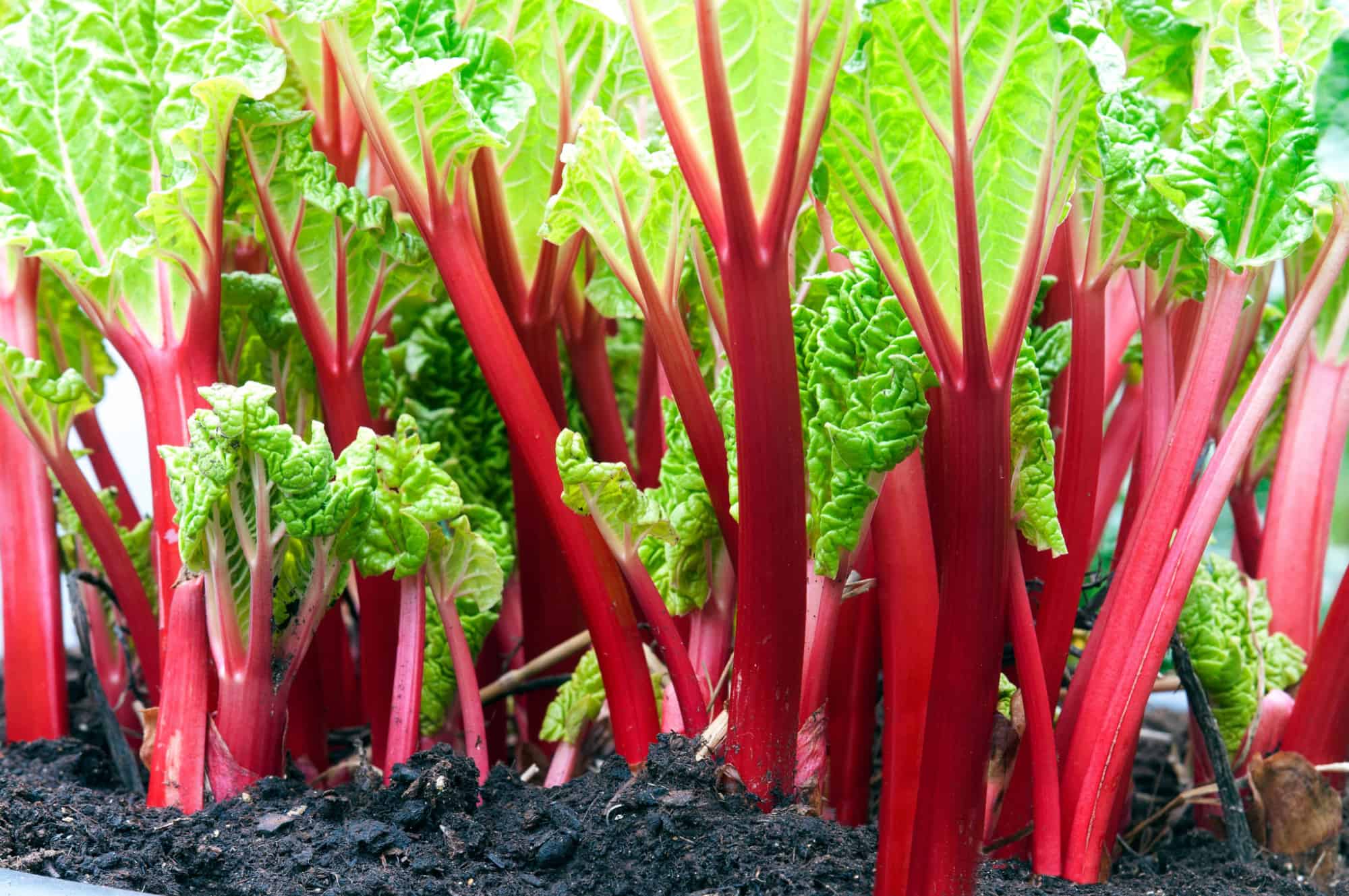When Is Rhubarb in Season