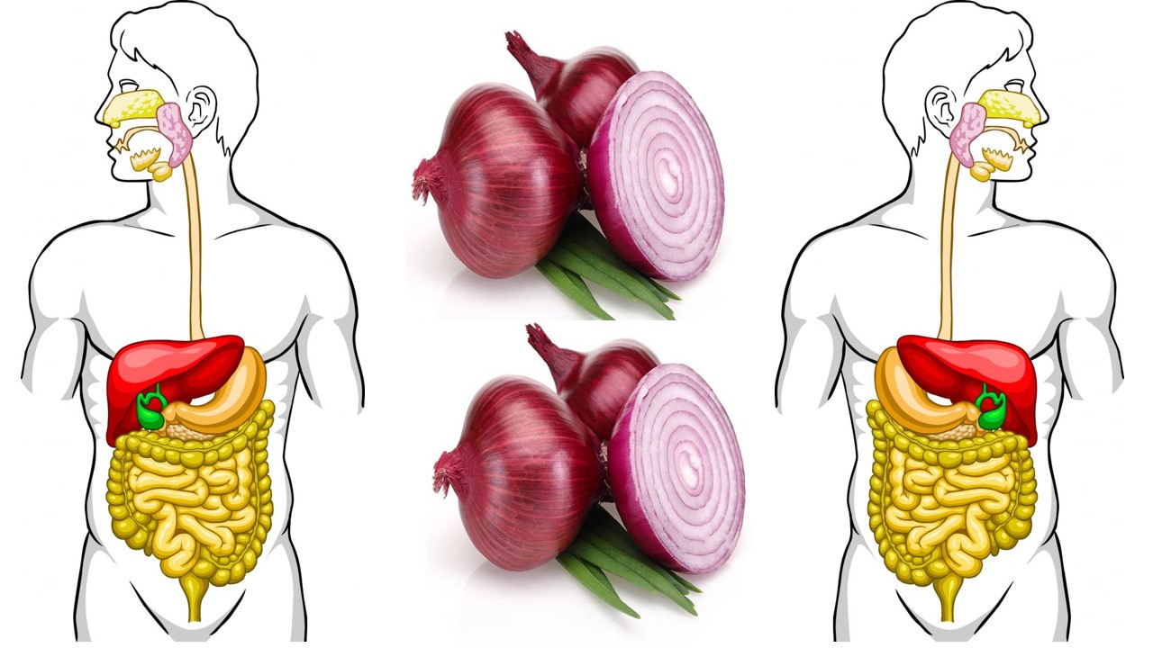 Are Onions Easy to Digest
