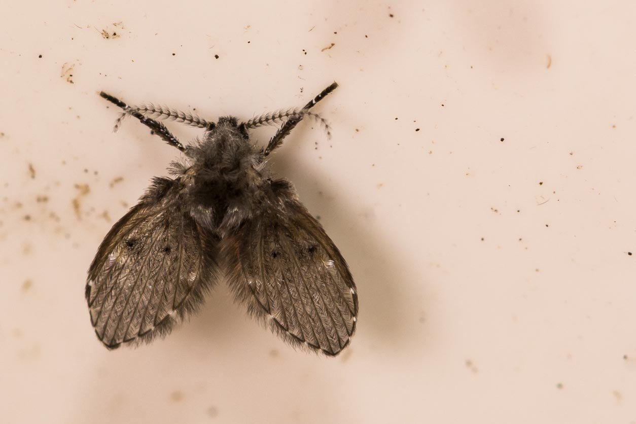 Small Black Bugs in House That Fly