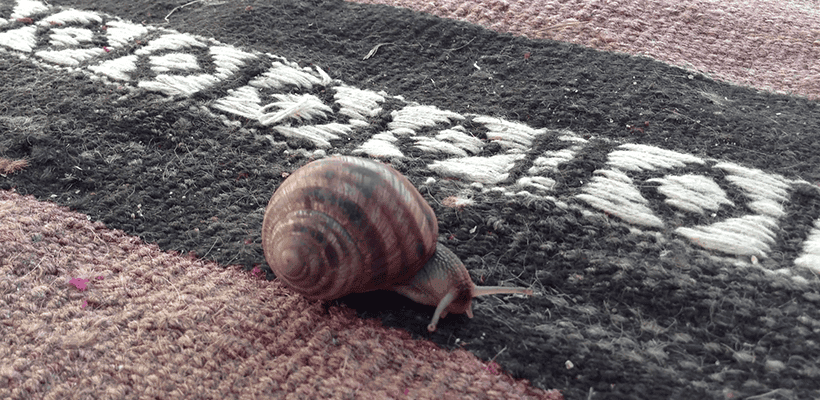 Snail Trail on Carpet