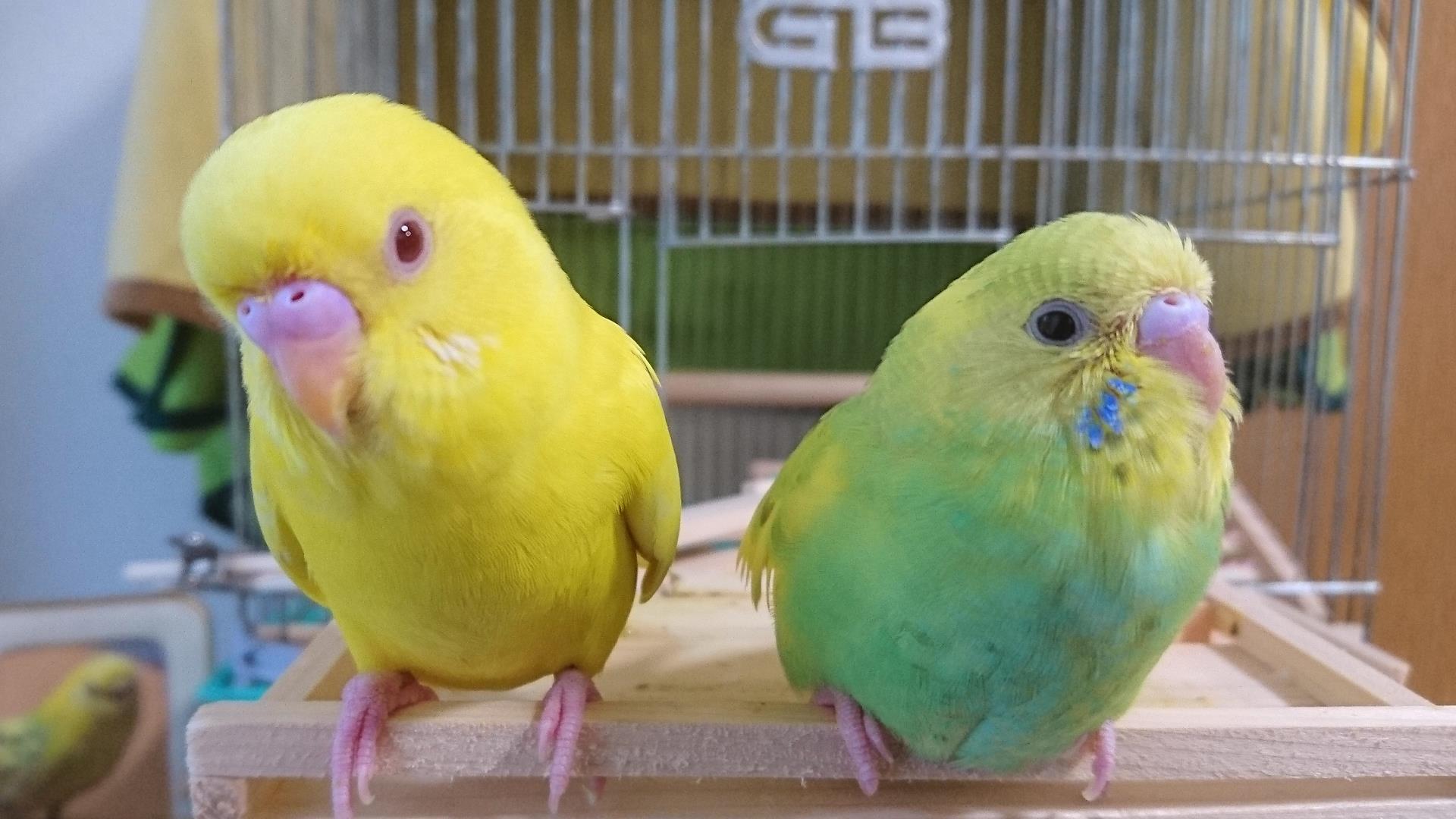 ルチノーセキセイインコの真実｜赤目の理由と寿命・飼育の盲点徹底解説