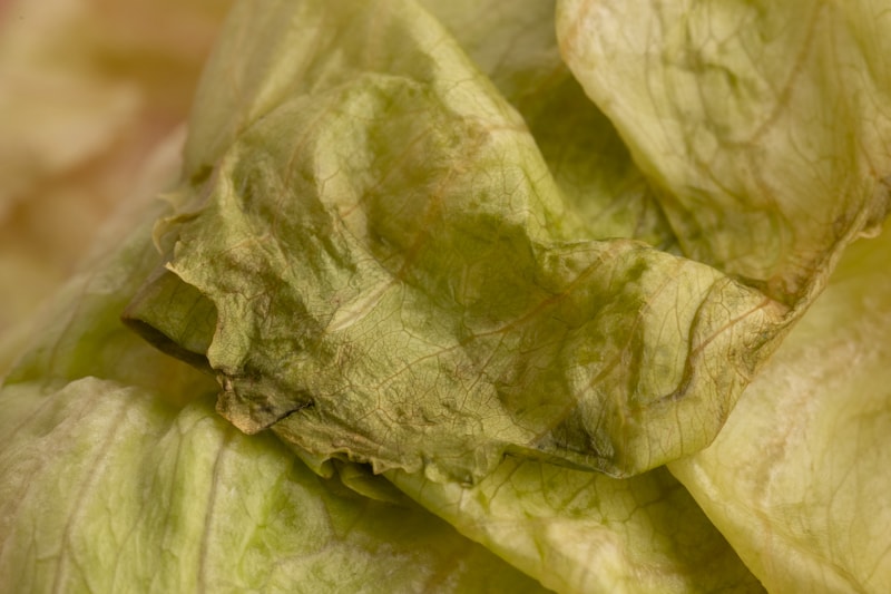 How Do You Know When Lettuce Goes Bad