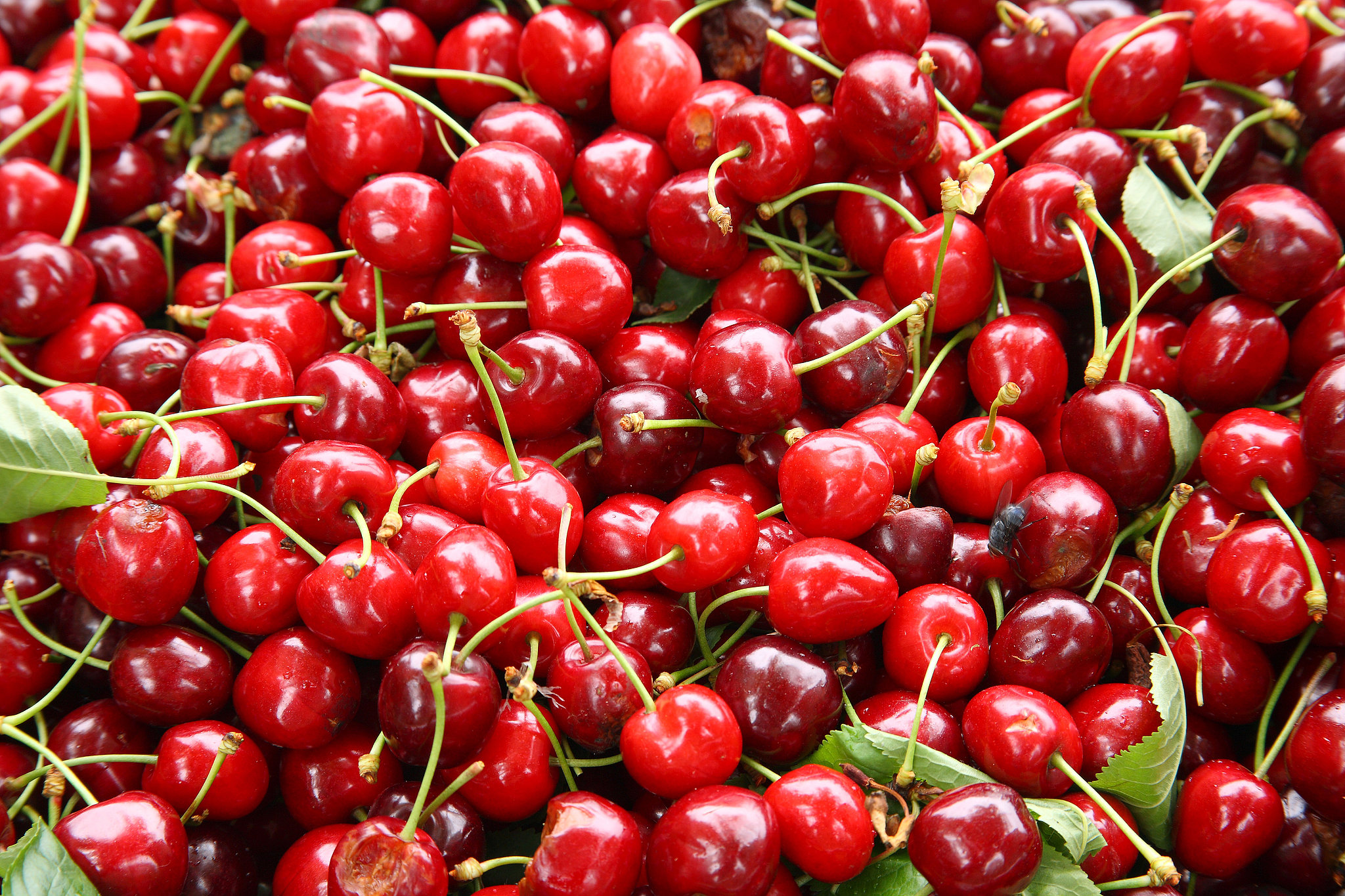 Season for Sour Cherries