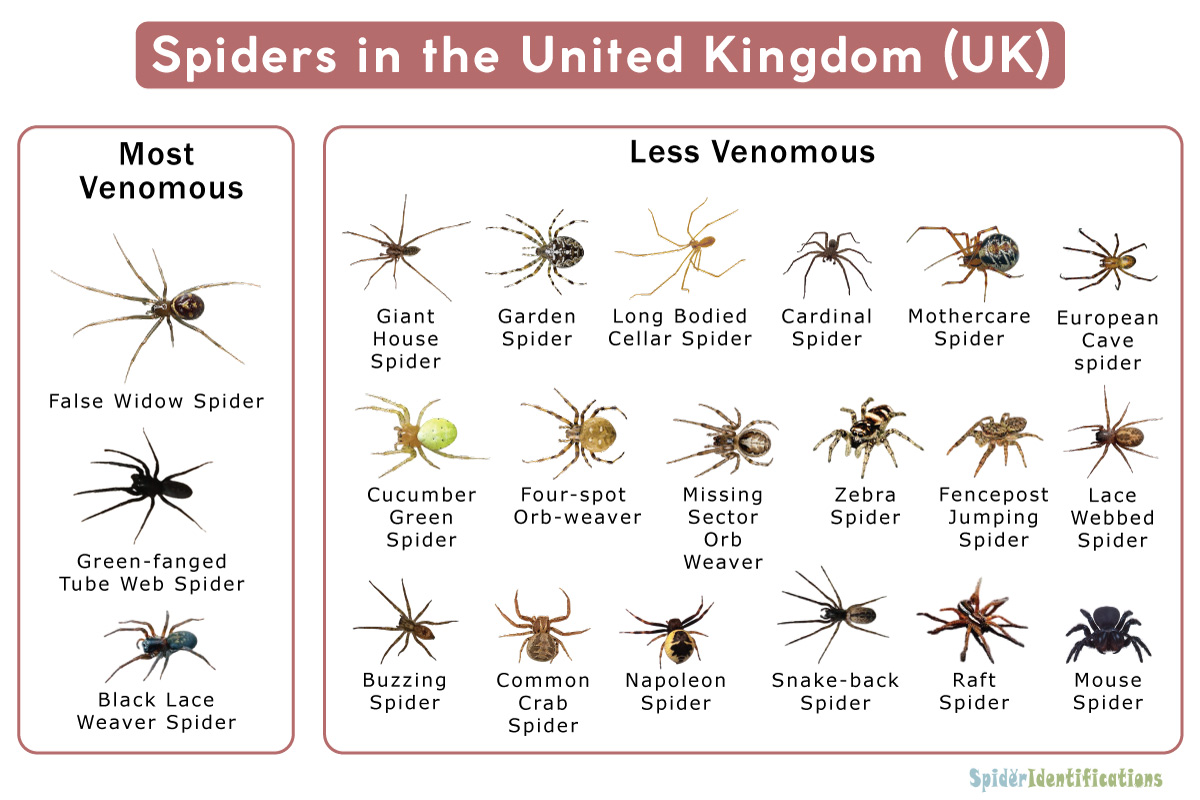 Are There Deadly Spiders in Uk