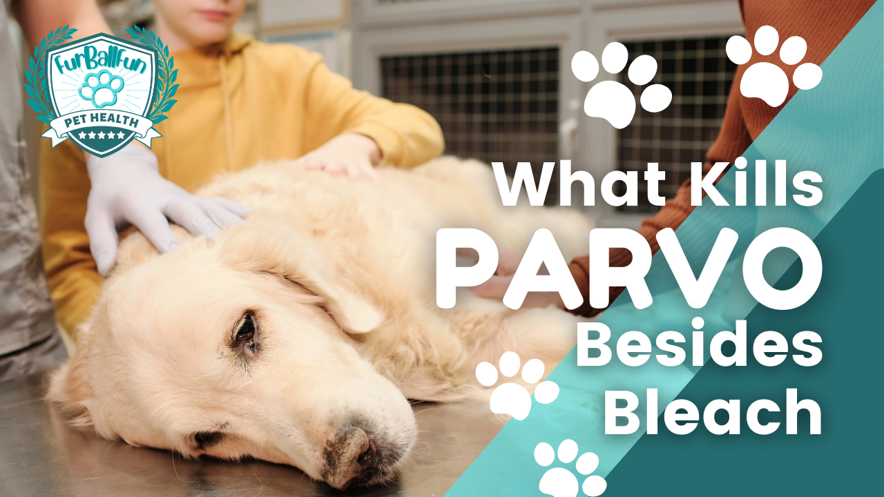 Does Alcohol Kill Parvo