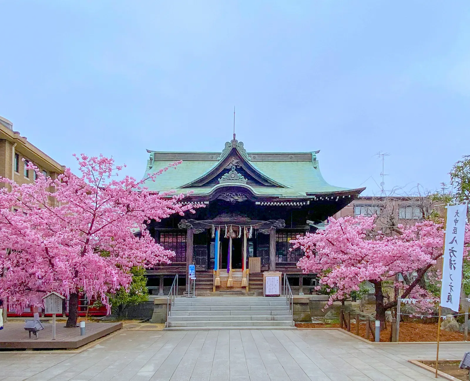【2026】東京の桜が咲き誇る神社名所！限定御朱印と穴場を完全網羅