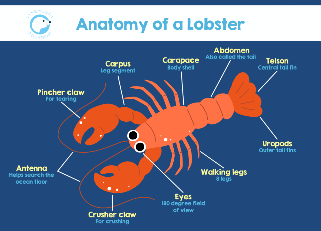 How Many Legs Has a Lobster