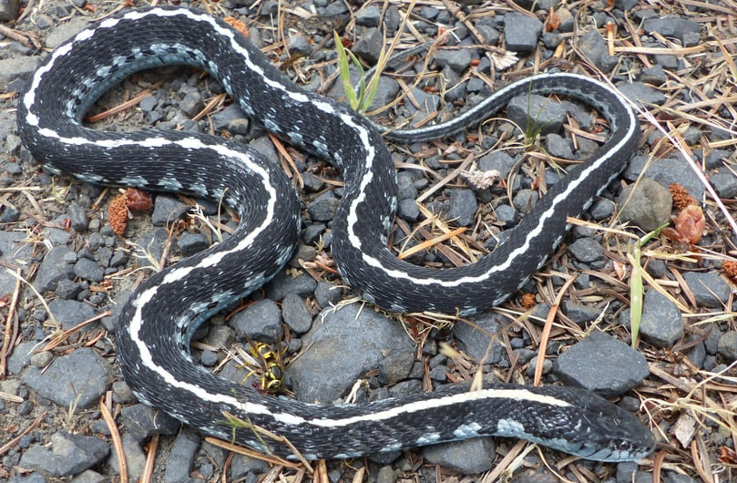 Snakes with Black Stripes